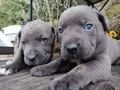 İtalyan mastiff canecorso yavrularımız