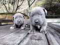 İtalyan mastiff canecorso yavrularımız