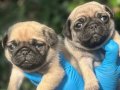 Safkan pug yavrularımız 