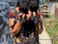 SAFKAN Güçlü Yapılı CANECORSO YAVRULARIMIZ 