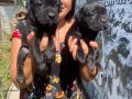 SAFKAN Güçlü Yapılı CANECORSO YAVRULARIMIZ 