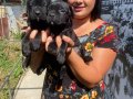 SAFKAN Güçlü Yapılı CANECORSO YAVRULARIMIZ 