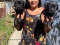 SAFKAN Güçlü Yapılı CANECORSO YAVRULARIMIZ 