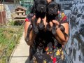 SAFKAN Güçlü Yapılı CANECORSO YAVRULARIMIZ 
