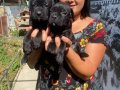 SAFKAN Güçlü Yapılı CANECORSO YAVRULARIMIZ 
