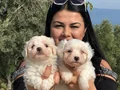 0 NUMARA MALTESE TERRİER YAVRULARIMIZ