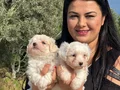 0 NUMARA MALTESE TERRİER YAVRULARIMIZ