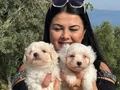 0 NUMARA MALTESE TERRİER YAVRULARIMIZ