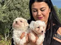 0 NUMARA MALTESE TERRİER YAVRULARIMIZ