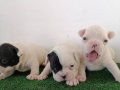 SAFKAN FRENCH BULLDOG YAVRULARIMIZ