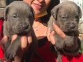 CANE CORSO YAVRULARIMIZ