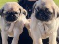 SAFKAN PUG YAVRULARIMIZ 