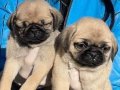 PUG YAVRULARIMIZ 