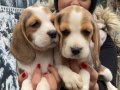 SAFKAN ELİZABET BEAGLE YAVRULARIM
