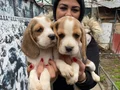 SAFKAN ELİZABET BEAGLE YAVRULARIM