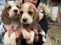 SAFKAN ELİZABET BEAGLE YAVRULARIM