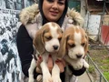 SAFKAN ELİZABET BEAGLE YAVRULARIM