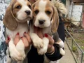 SAFKAN ELİZABET BEAGLE YAVRULARIM