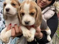 SAFKAN ELİZABET BEAGLE YAVRULARIM
