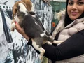 SAFKAN ELİZABET BEAGLE YAVRULARIM