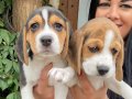MÜKEMMEL ELİZABET BEAGLE YAVRULARIM 