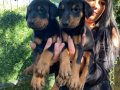 KING DOBERMAN YAVRULARIM 