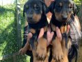 KING DOBERMAN YAVRULARIM 