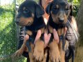 KING DOBERMAN YAVRULARIM 
