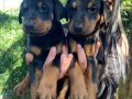 KING DOBERMAN YAVRULARIM 