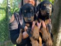 KING DOBERMAN YAVRULARIM 