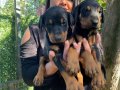 KING DOBERMAN YAVRULARIM 