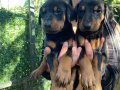 KING DOBERMAN YAVRULARIM 