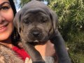 DEV CANECORSO YAVRULARIMIZ 