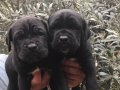 SAFKAN CANE CORSO YAVRULARIMIZ 