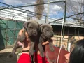 Dev cane Corso yavrularımız 