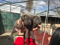 Dev cane Corso yavrularımız 