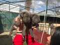 Dev cane Corso yavrularımız 