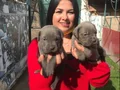 Dev cane Corso yavrularımız 