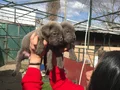 Dev cane Corso yavrularımız 