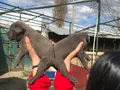Dev cane Corso yavrularımız 
