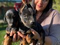 Mükemmel king doberman yavrularım
