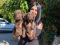 Mükemmel çikolata labrador  yavrularım
