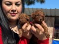 Avuç İçi Kadar Kızıl Peluş: Safkan Red Brown Toy Poodle Yavrularım