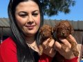 Avuç İçi Kadar Kızıl Peluş: Safkan Red Brown Toy Poodle Yavrularım