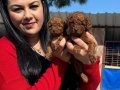 Avuç İçi Kadar Kızıl Peluş: Safkan Red Brown Toy Poodle Yavrularım