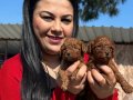 Avuç İçi Kadar Kızıl Peluş: Safkan Red Brown Toy Poodle Yavrularım