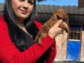Avuç İçi Kadar Kızıl Peluş: Safkan Red Brown Toy Poodle Yavrularım