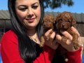 Avuç İçi Kadar Kızıl Peluş: Safkan Red Brown Toy Poodle Yavrularım