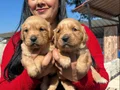 Bursa Osmangazi’de Sosyal Kelebek Baby Face Golden Yavruları
