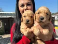 Bursa Osmangazi’de Sosyal Kelebek Baby Face Golden Yavruları
